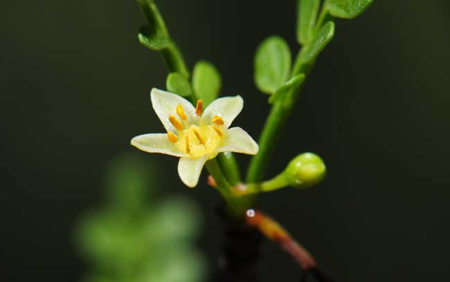 Elephant Tree is a rare native tree with small yellow, white or cream colored flowers. Elephant Tree blooms from June to July. Bursera microphylla